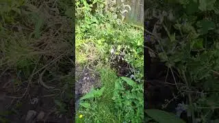 Hide-and-Seek with King Kenny