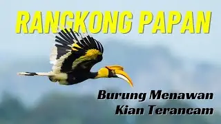 Burung Rangkong Papan Indah dan Menawan Kian Terancam