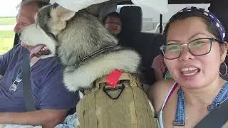 Our first camping trip with the huskies | how we fit in the truck 5 huskies 5 hooman #siberianhusky