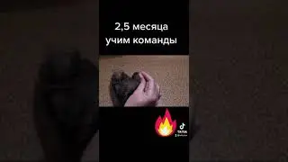 Шпиц Кузя 