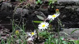 Margaritas a la Orilla de la Acequia