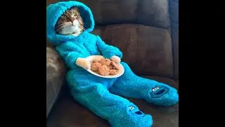 Смешные животные.Тест на психику,попробуй не засмеяться/funny animals