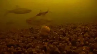 Наглая рыба Бодается 😒 Реакция рыбы на мешок прикормки РыбоLove.👈