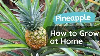 How To Grow a Pineapple at Home