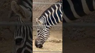 Grant’s Zebra -