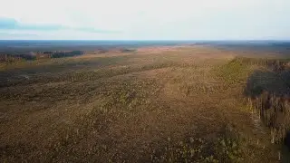 В диких условия(часть 2) БОЛОТО | поход и ночь в лесу