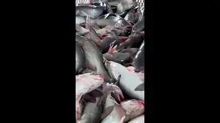 Even seafood organizations are finally accepting that fish feel pain! 🐟