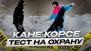 КАНЕ КОРСО ТЕСТ НА ОХРАНУ!!! КОГДА Напали НА Хозяина 