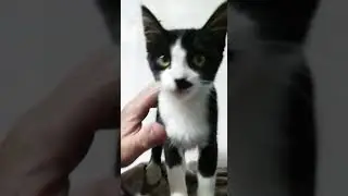 essa fofura me conquistou.