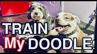 TRAIN MY DOODLE!