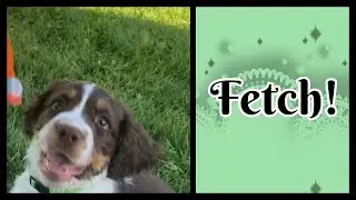 Playing Fetch with our Puppy