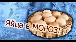 Куры несутся в мороз! Чем кормить?
