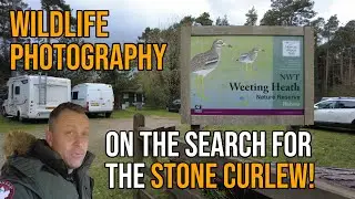 Searching for the STONE CURLEW at NWT Weeting Heath - Behind The Scenes Wildlife Photography Trip