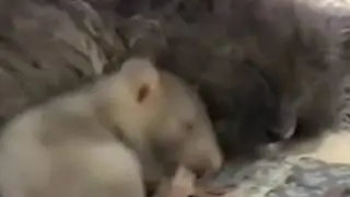 Мышка с кошкой