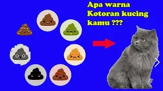 ARTI DIBALIK WARNA KOTORAN KUCING