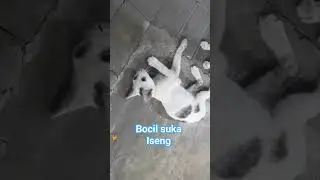 Iseng #triscamchannel #catlover #sayanghewan