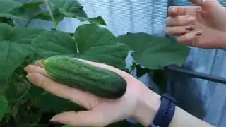 С первым огурцом! (1 часть)