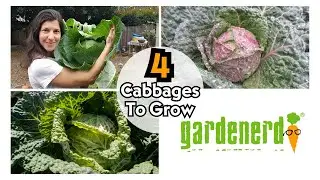 4 Cabbage Varieties To Grow