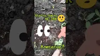 Что-то пошло не так #ОГУРЦЫ открытого грунта ПЕРЕСЕЯТЬ еще не поздно 🍀 23.05.23🍀