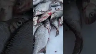 Улов с одной лунки 