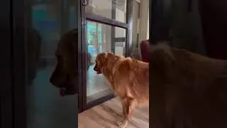 Drink as much water you can #dog #goldenretriever #shortsviral #shorts #pet #puppy #retriever
