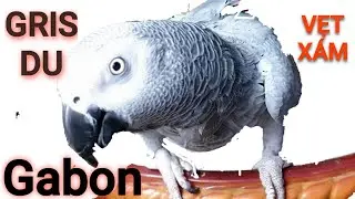 🇨🇵 🦜Mon Gris du gabon Qui Parle / Vẹt Xám Châu Phi nói hót hay