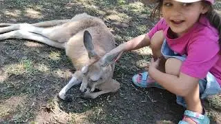 Australia Zoo Third Visit - Saw Terri Irwin and Robert Irwin