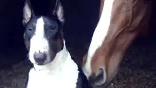 Bullterrier & HORSE Бультерьер и лошадь