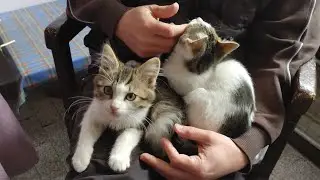 This Will Convince Anyone To Adopt a Cat