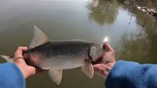 Жерех на нижней Волге! Село Вышка!