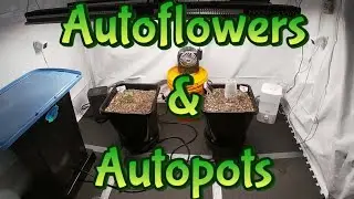 Week 1 Autoflowers & Autopots (Setup & Germination)
