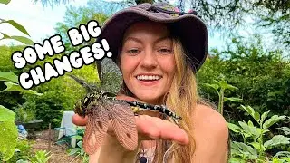Allotment Update | Ducks, Summer Fruit Harvest and Forest Garden Changes!