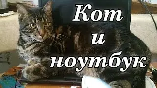 Милый кот и ноутбук