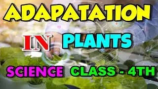 Adaptations in Plants Science Class 4 Chapter 1 Explained in Hindi Line by Line | Class 4 Science