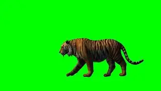 Tiger Green Screen Video || Green Screen || Chroma Key || Content For Creators