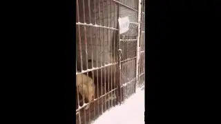 Собака круто делает сальто
