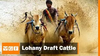 Pakistan'dan İnanılmaz Faydalı Lohany Sığırları!!!