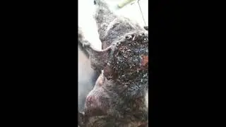 Molu the street dog found with huge maggot wound
