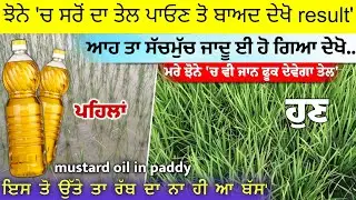 ਝੋਨੇ 'ਚ ਸਰੋਂ ਦਾ ਤੇਲ ਪਾਓਣ ਤੋ ਬਾਅਦ ਦੇਖੋ result' ਆਹ ਤਾ ਸੱਚਮੁੱਚ ਜਾਦੂ ਈ ਹੋ ਗਿਆ ਦੇਖੋ result 100%