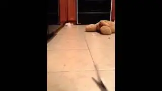 Exploding spoons!