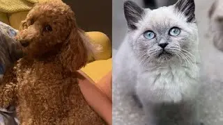 Afraa Saraçoğlu ev hayvanları Nagi ve kedisinden muhteşem bir paylasim yaptı.
