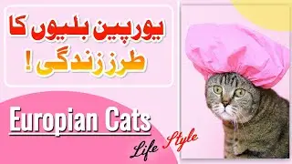 Cats LifeStyle in the World, Beautiful Cats | ASK WORLD |