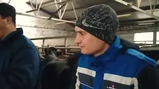 Абсцес у ВРХ, жесть
