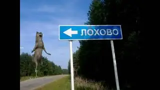 Волк ИХВИЛИНТ флексит в разных городах #2024 #мем