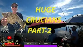 HERABUNA -HUGE CRUCIANS PART-2-  へら