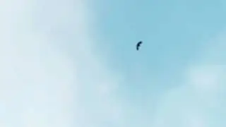 Голуби Казахстана Асхата Талдыкорган