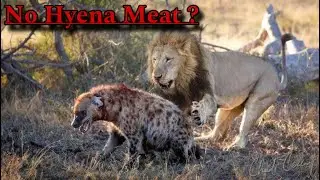 Why don’t lions eat Hyena ! Lion kills hyena but don’t eat them
