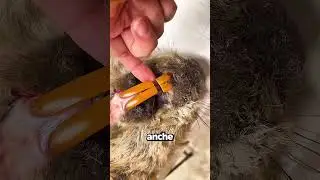 I Castori Che Non Rosicchiano Fanno Una Fine Terrificante…😱