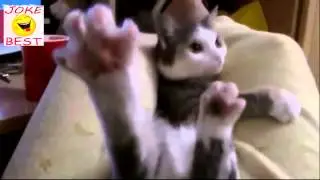 Приколы, Super funny animals Супер забавные животные) 19