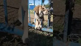 Алтай не пролез